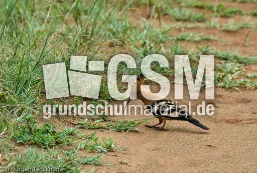 Wiedehopf (1 von 1).jpg